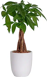 Costa Farms Money Tree