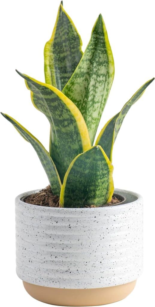 Costa Farms Snake Plant