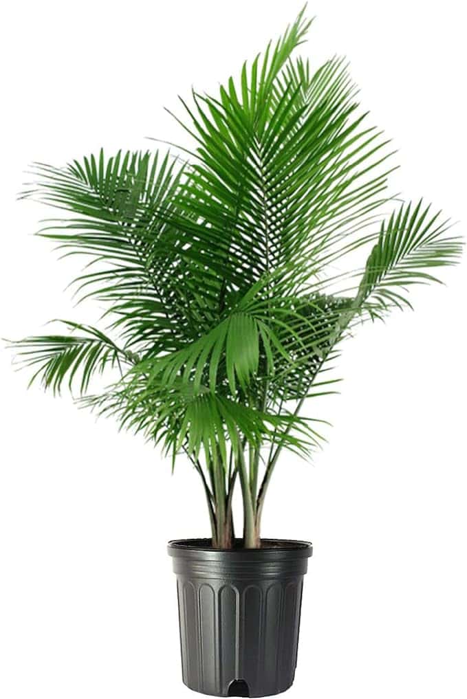 Majestic Palm - Tropical Elegance, Large Fronds